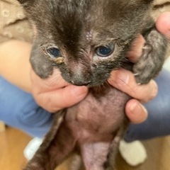 1ヶ月の雄 - 猫