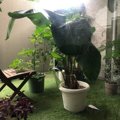 オーガスター　観葉植物