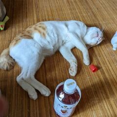 人懐っこすぎ！愛され猫オス😺初めて猫飼育考えてる方にオススメ！ - 熊本市