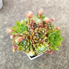センペルビウム寄植えA（お話中）