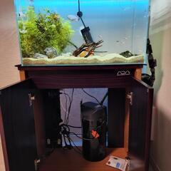 ADA　60cm水槽セット(生体込み)