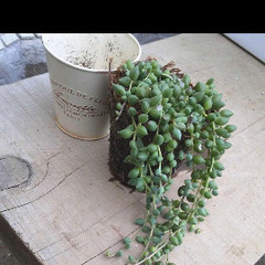 アイビー　３種　多肉植物　５種