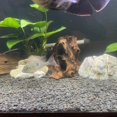 水槽一式の画像