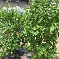 【福岡市城南区東油山】引き取り専用　バジル葉  20〜30枚前後...