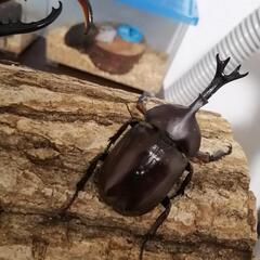 カブトムシ・ω・の画像