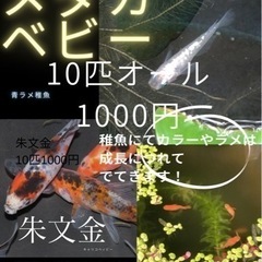 金魚　土佐金　メダカの画像