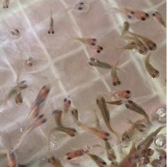 金魚　土佐金　メダカの画像