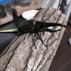 ヘラクレス　カブトムシ・ω・の画像