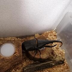 ヘラクレス　カブトムシ・ω・の画像