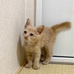 生後1ヶ月半くらいの薄い茶トラの元気な子 - 猫