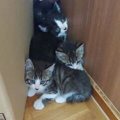 お庭で保護した生後約1ヶ月半の子猫たちです(4匹のうちの2匹)①
