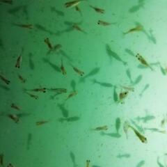 【10匹ｾｯﾄ】鈴木東錦 金魚 稚魚