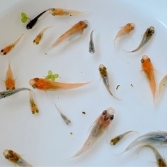 ダルマメダカ🐟🌸(多種混合)確認の為一旦終了🙇‍♀️