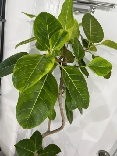 【観葉植物】大型　フィカス　アルテシーマ１０号