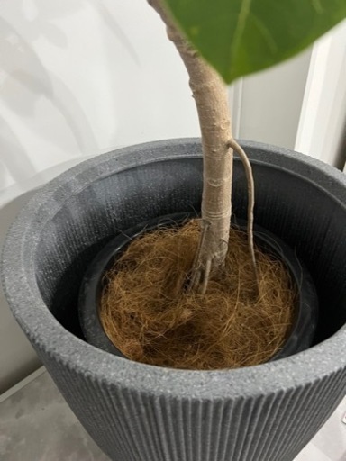 【観葉植物】大型　フィカス　アルテシーマ１０号