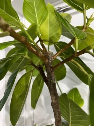 【観葉植物】大型　フィカス　アルテシーマ１０号