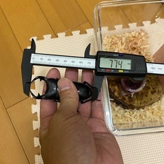 取引決定しました。【インドグランディスオオクワガタ】　オオクワガタ　カブトムシ　クワガタの画像