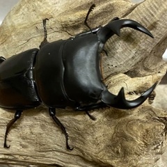 取引決定しました。【インドグランディスオオクワガタ】　オオクワガタ　カブトムシ　クワガタの画像