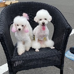 フリーマーケットなどに参加させてください。