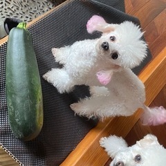 お野菜、果物　売ってください