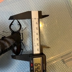 県内採取　ノコギリクワガタ64.2　　ペア