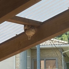 蜂の巣駆除お願いします。
