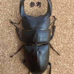 久留米市産オオクワガタペア　新成虫（2022年羽化）