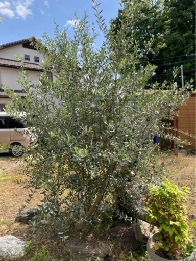 【新規募集】オリーブの木3本セット