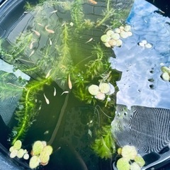 ①メダカお譲りします☆2022.7生まれの稚魚もいます☆