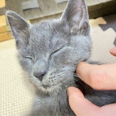 ロシアンブルー系のラッキーガール♡ − 愛知県