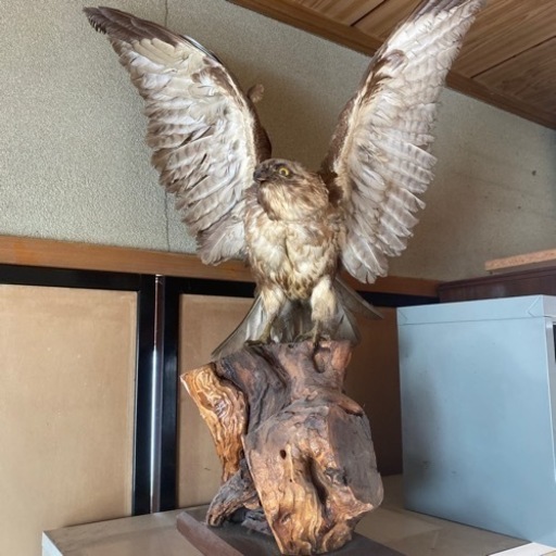 鷹の剥製