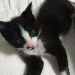 訂正！女の子でした保護猫推定2ヶ月