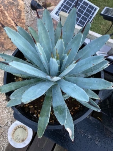 マクロアカンサ　子株付き　8号鉢　発根済み