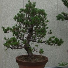 五葉松見本品『全長約205㎝』引き取り限定。配達も可能。 苗木・植木