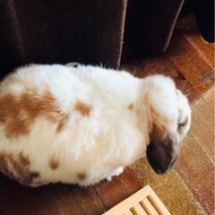 ロップイヤー  うさぎ(代理)