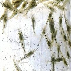 ミナミヌマエビ　２０匹 ②の画像