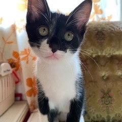 5月初旬にうまれた子猫さんです、家族になって下さい