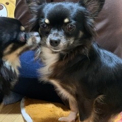 チワワ5歳メス