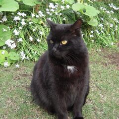 人懐こい黒猫くん✨ツキノワグマ模様💛2歳の男の子★かなり大きい(...