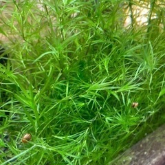 水草　ナヤス　バケツいっぱい