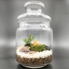 【葛飾区立石】24日親子で苔テラリウムを作りませんか？