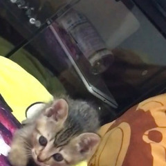 生後1ヶ月 オス  2匹