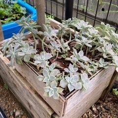 家で育ててる多肉植物　1株100円の画像