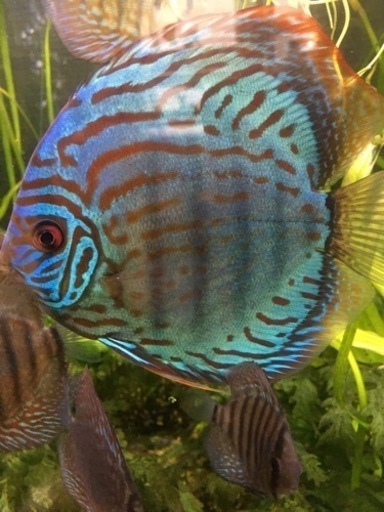 水槽関連　値下げ　¥25,000→¥20,000→￥15,000　ドイツ系ロートターキス　極美です。