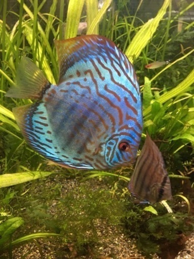 水槽関連　値下げ　¥25,000→¥20,000→￥15,000　ドイツ系ロートターキス　極美です。