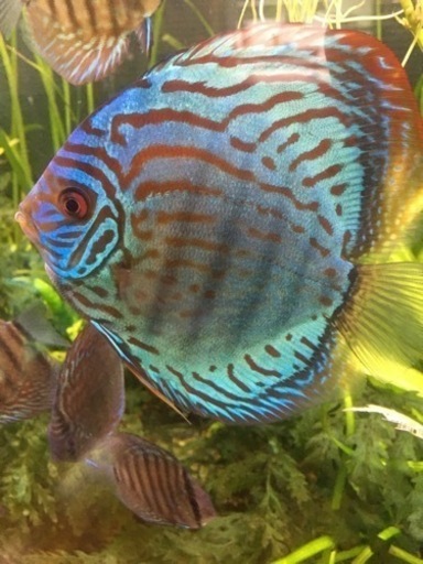 水槽関連　値下げ　¥25,000→¥20,000→￥15,000　ドイツ系ロートターキス　極美です。