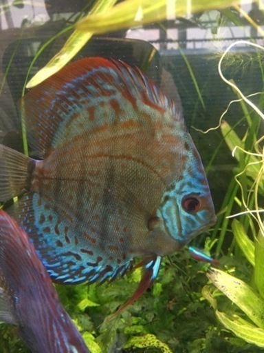 売れました。ありがとうございました。感謝です。水槽関連　値引き¥20,000→¥15,000円　ブリリアント　ターコイズ　ディスカス