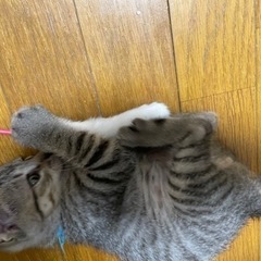 元気いっぱいな子猫たち！ − 三重県