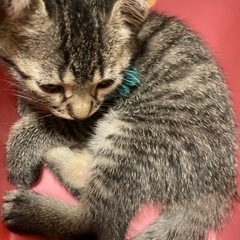 元気いっぱいな子猫たち！ - 猫