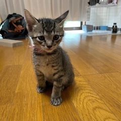 元気いっぱいな子猫たち！